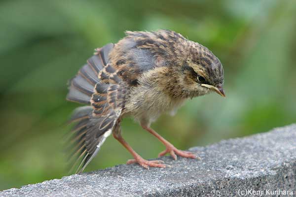 ホオジロの幼鳥5へ