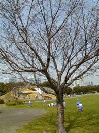 幕張海浜公園の写真 幕張海浜公園