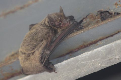 アブラコウモリ写真(写真協力:中村忠昌) アブラコウモリ(写真協力:中村忠昌)