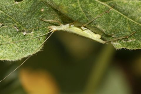 カンタン写真(写真協力:中村忠昌) カンタン(写真協力:中村忠昌)