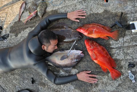 アカハタはやっぱり赤い!?(写真協力:栗岩薫) アカハタはやっぱり赤い!?(写真協力:栗岩薫)