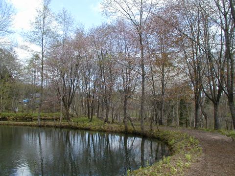 弥生池。畔にはヤマザクラの並木。 弥生池。畔にはヤマザクラの並木。