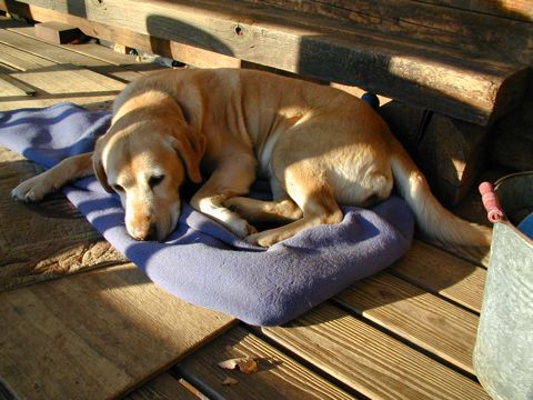愛犬トッポ 愛犬トッポ