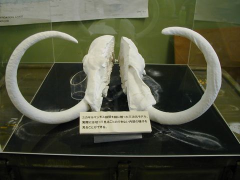 ユカギルマンモス写真 ユカギルマンモス写真