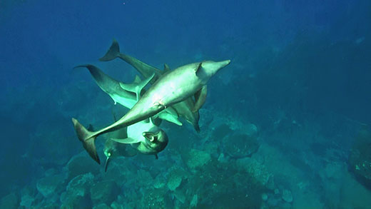 御蔵島のミナミハンドウイルカ(写真協力:酒井麻衣) 御蔵島のミナミハンドウイルカ(写真協力:酒井麻衣)