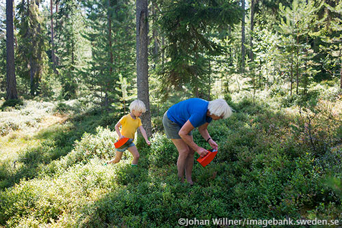 blueberry picking blueberry picking