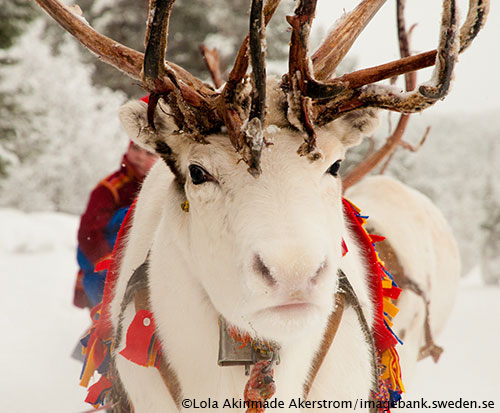 white reindeer white reindeer