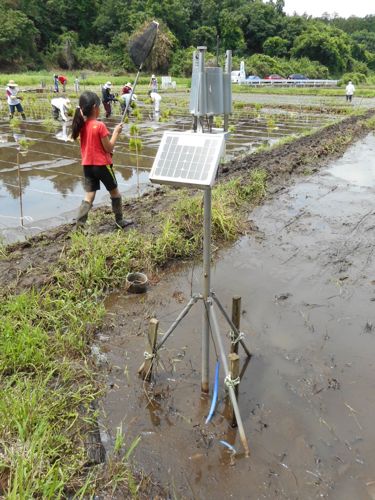 田んぼに設置されているセンサー。10分おきに水温、湿度、気圧、日射量、風速などを記録する優れもの。