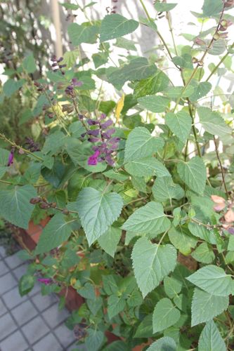サルビア。住宅前の細い花壇に植えられていた