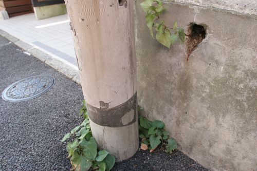 アスファルトと電信柱のスキマ、そして壁からも生えたドクダミ
