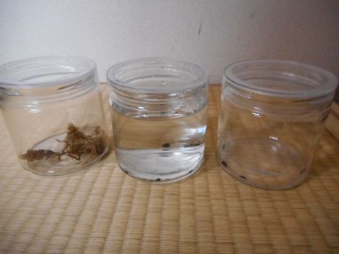 ガラス容器に入ったホタルを見せていただきました。左から卵、幼虫、成虫。