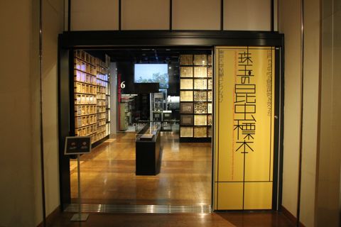 珠玉の昆虫標本