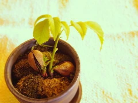 クルミの鉢植え