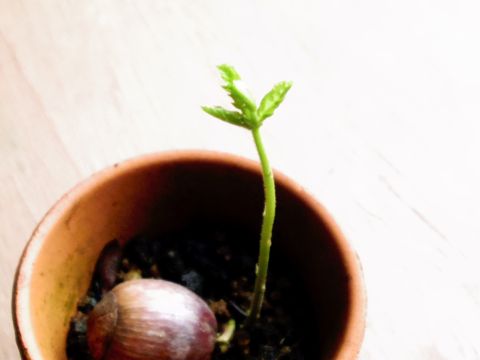 クヌギが芽を出しました。葉っぱも特徴的。